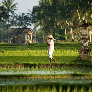 A farmer tends rice paddies near Ubud, Bali