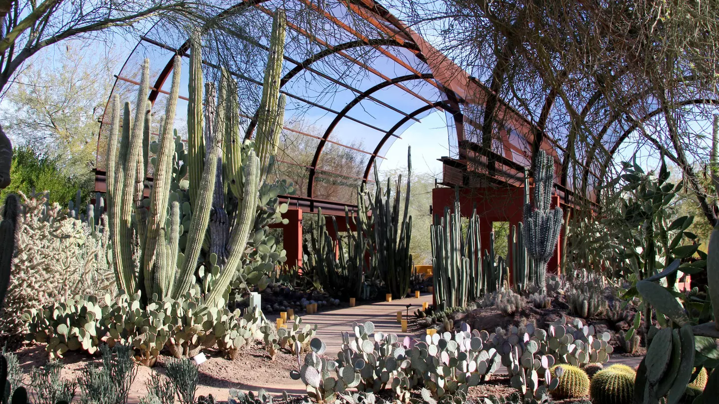 Different cacti and other desert flora at the entrance to Desert Botanical Garden, Phoenix