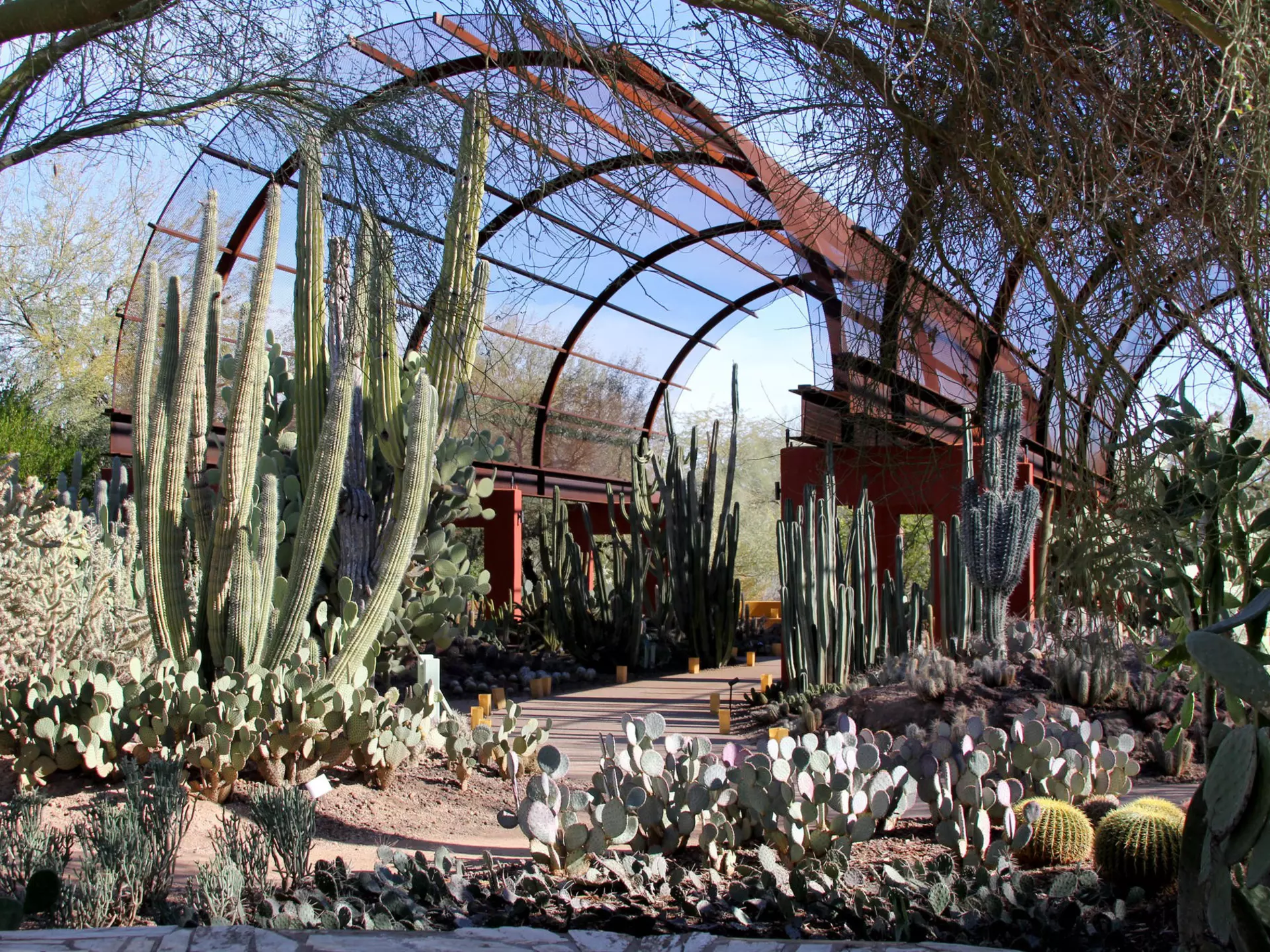 Different cacti and other desert flora at the entrance to Desert Botanical Garden, Phoenix