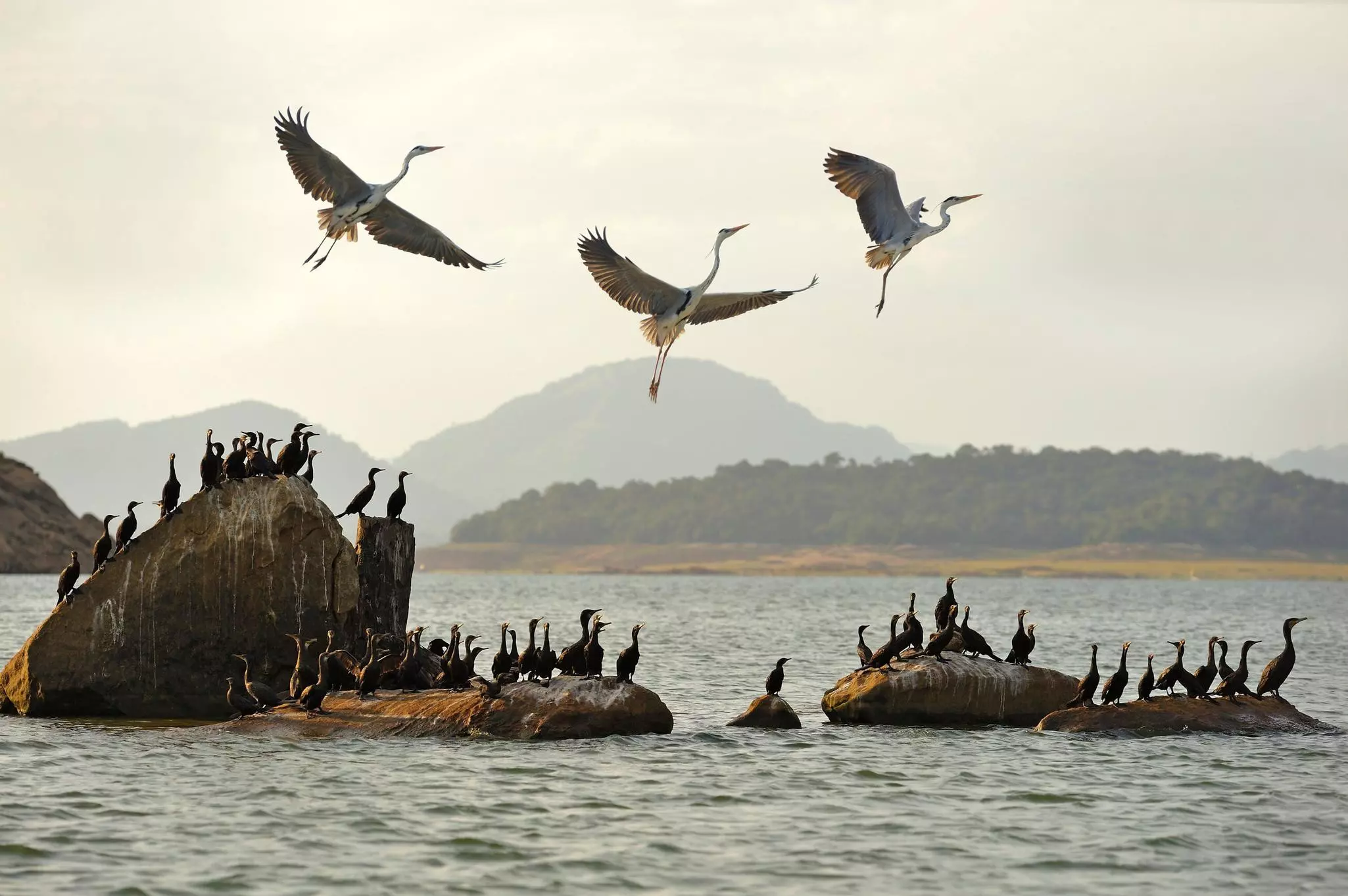 Cormorants and herons on rocks in a lake at Gal Oya National Park, Sri Lanka