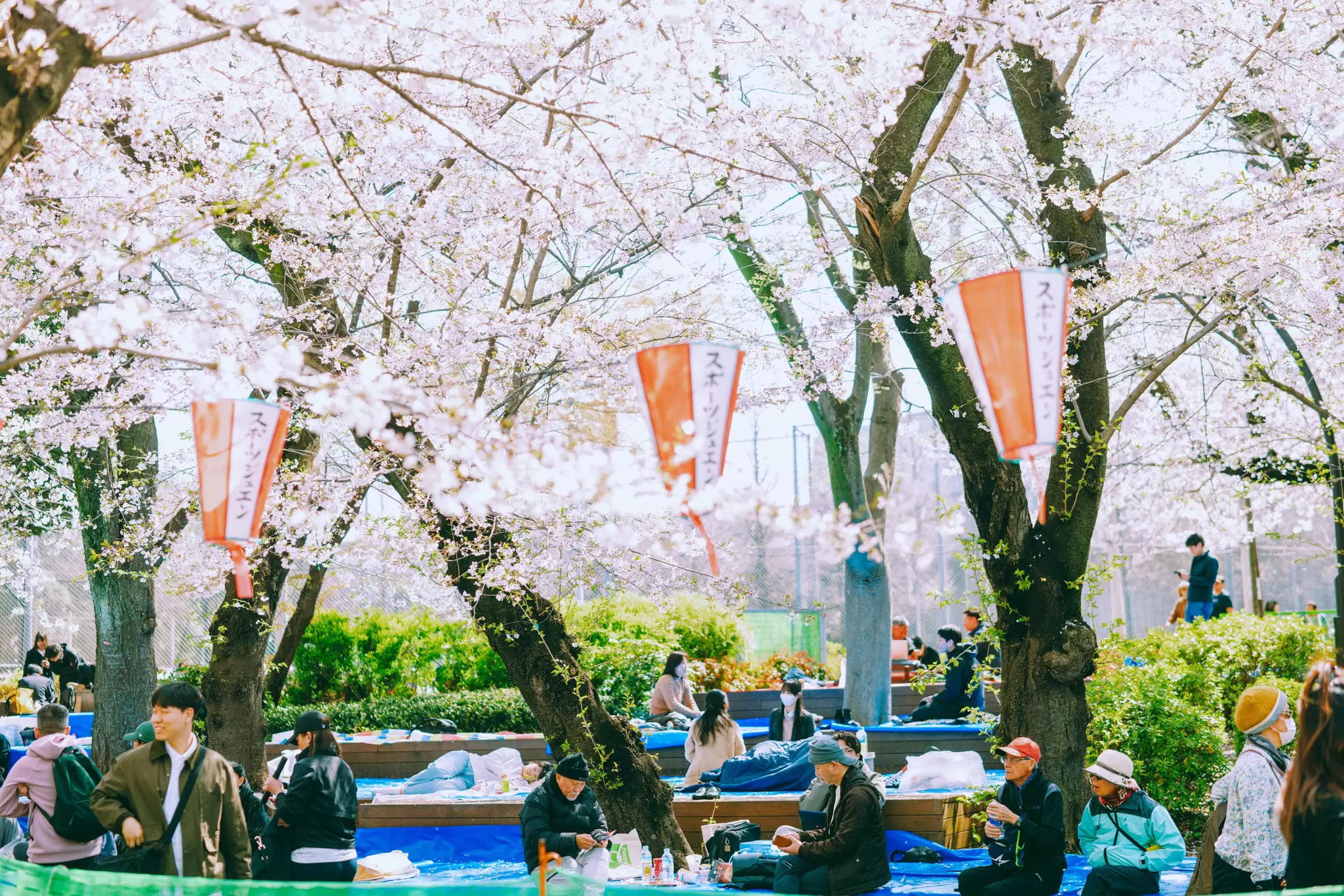 TOKYO, JAPAN. APRIL 2025. 
UENO
Cherry blossoms, paper lanterns, and picnickers on blue sheet tarps in Ueno Park