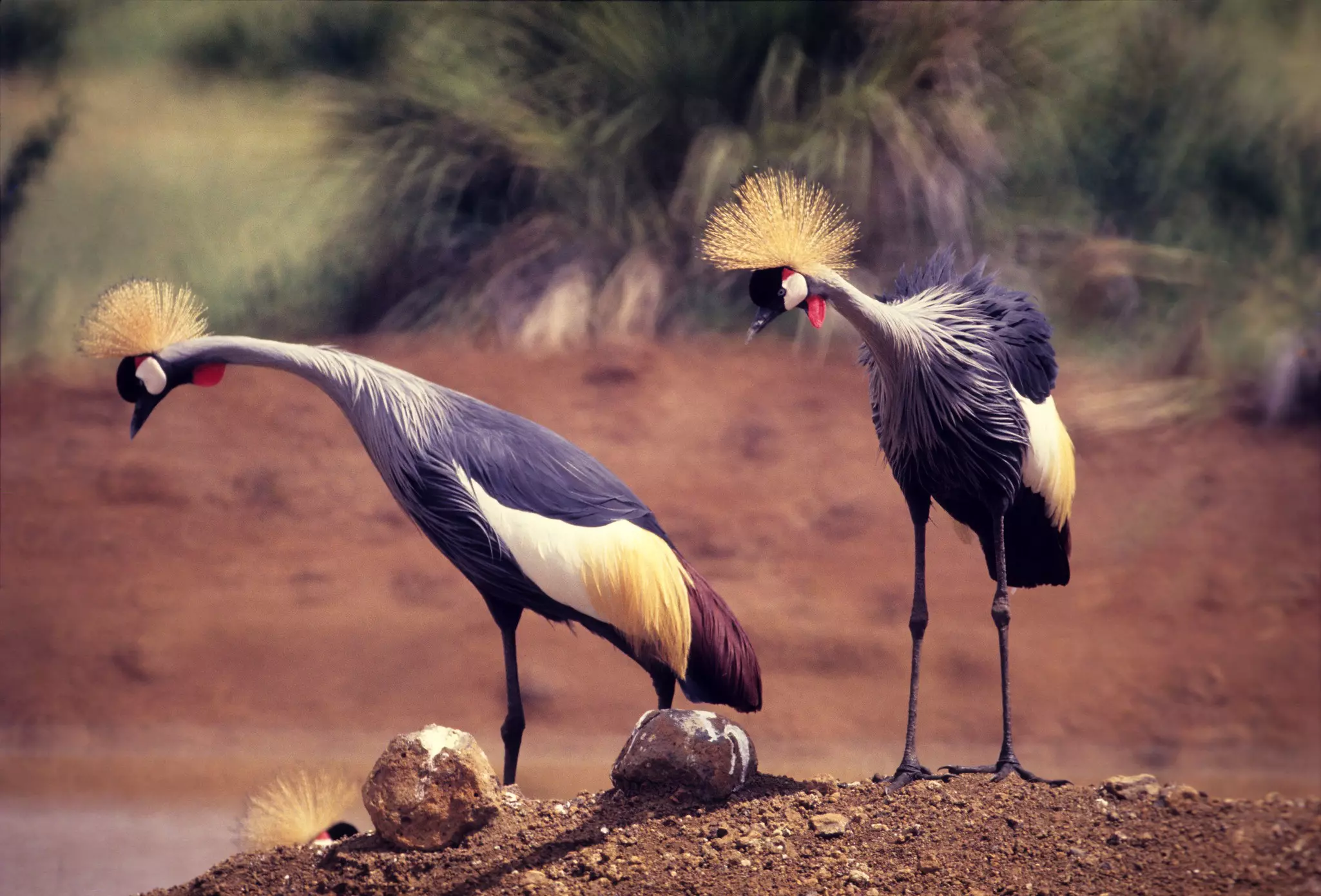 Crowned Cranes are amongst the birdlife found at Meru National Park ©FernandoQuevedo/Getty Images