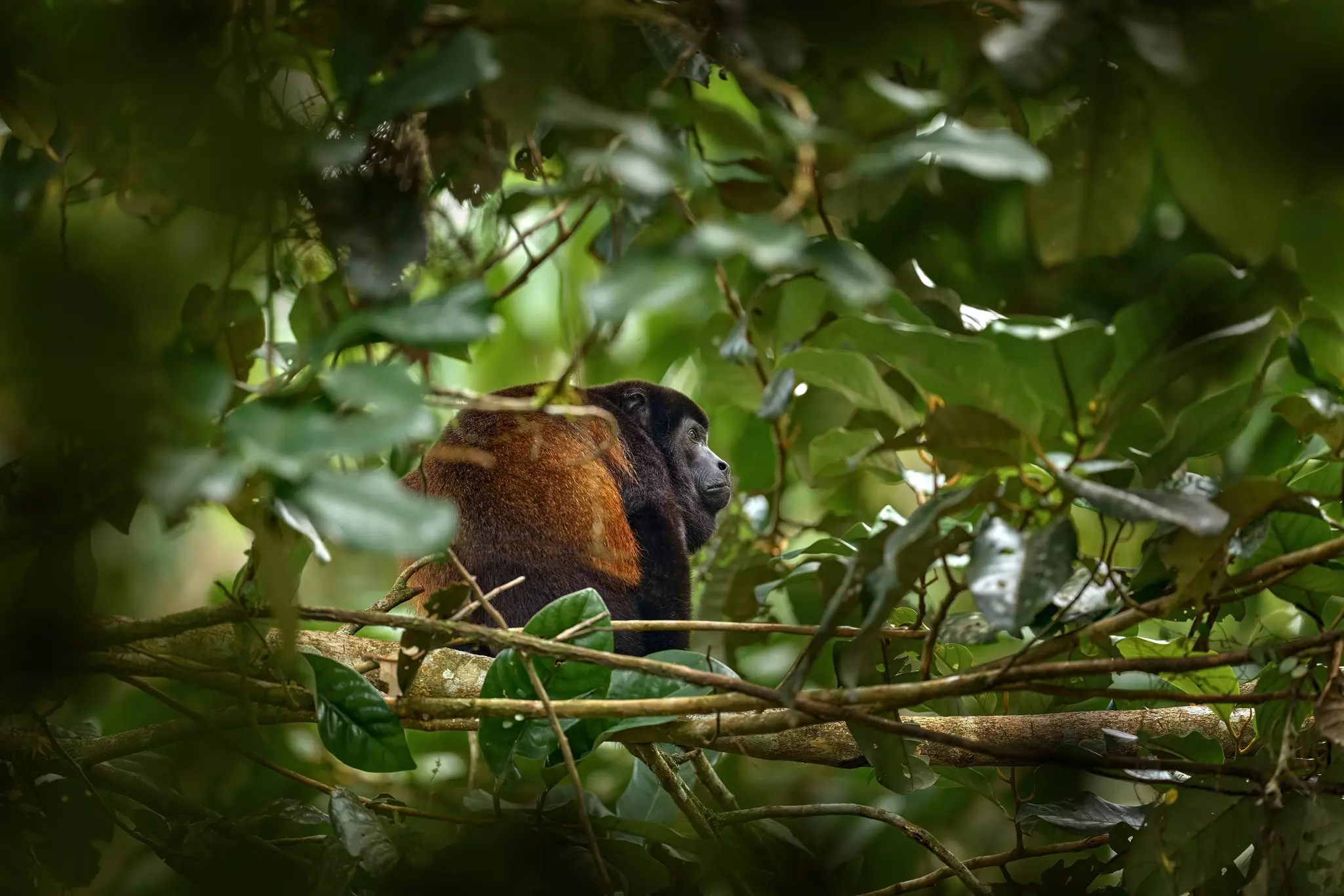 a brown and black mantled howler monkey rests in a tree
