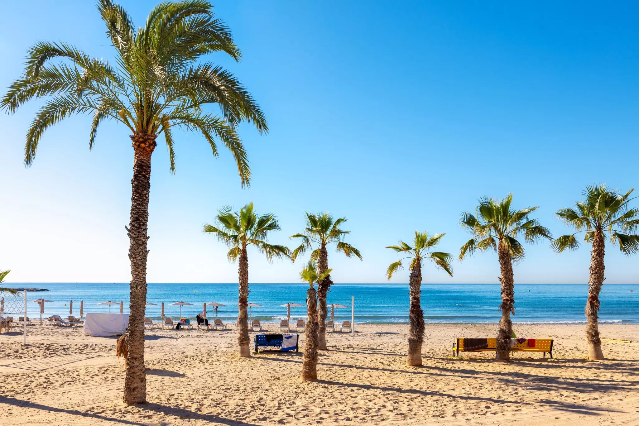 Palm trees on the sand at Playa del Postiguet, Alicante, Spain.