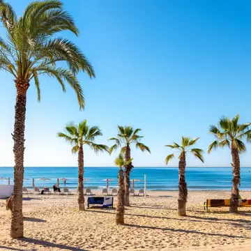 Palm trees on the sand at Playa del Postiguet, Alicante, Spain.