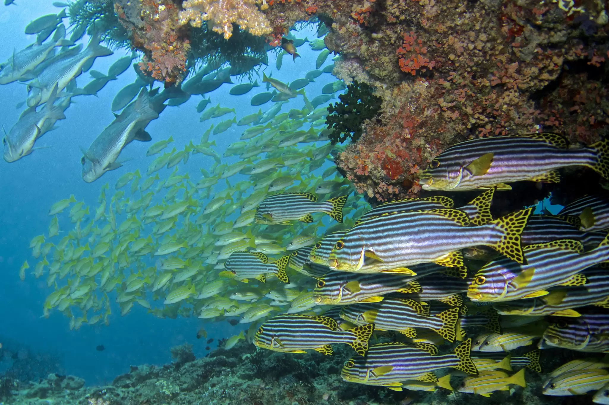 Underwater in the Maldives. Baros Maldives