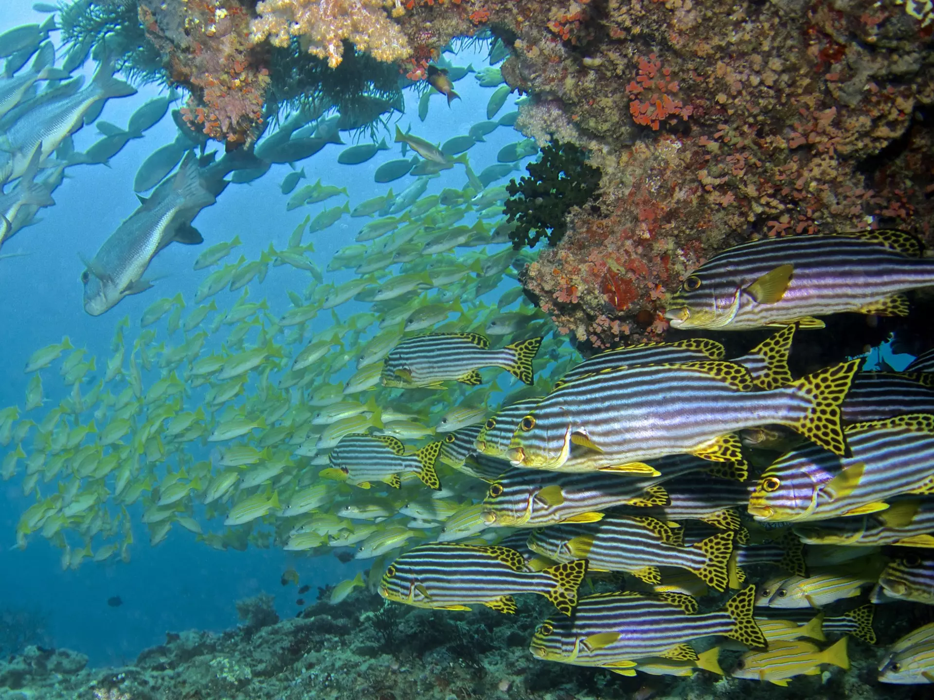Underwater in the Maldives. Baros Maldives