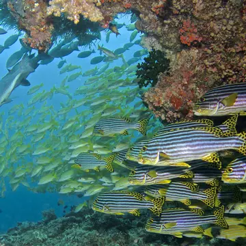 Underwater in the Maldives. Baros Maldives