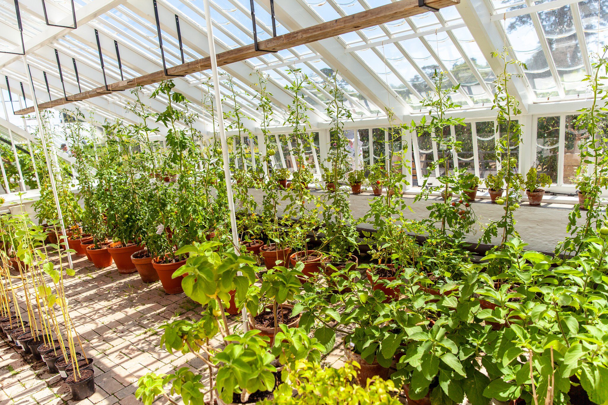 Cornwall, England - July 2018: Glasshouse vegetables plants cultivation in the  lost gardens of heligan   License Type: media  Download Time: 2023-04-14T01:40:32.000Z  User: claramonitto  Is Editorial: Yes  purchase_order:   