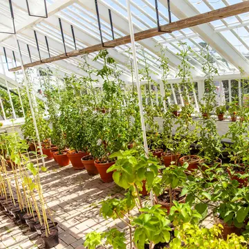Cornwall, England - July 2018: Glasshouse vegetables plants cultivation in the  lost gardens of heligan   License Type: media  Download Time: 2023-04-14T01:40:32.000Z  User: claramonitto  Is Editorial: Yes  purchase_order:   