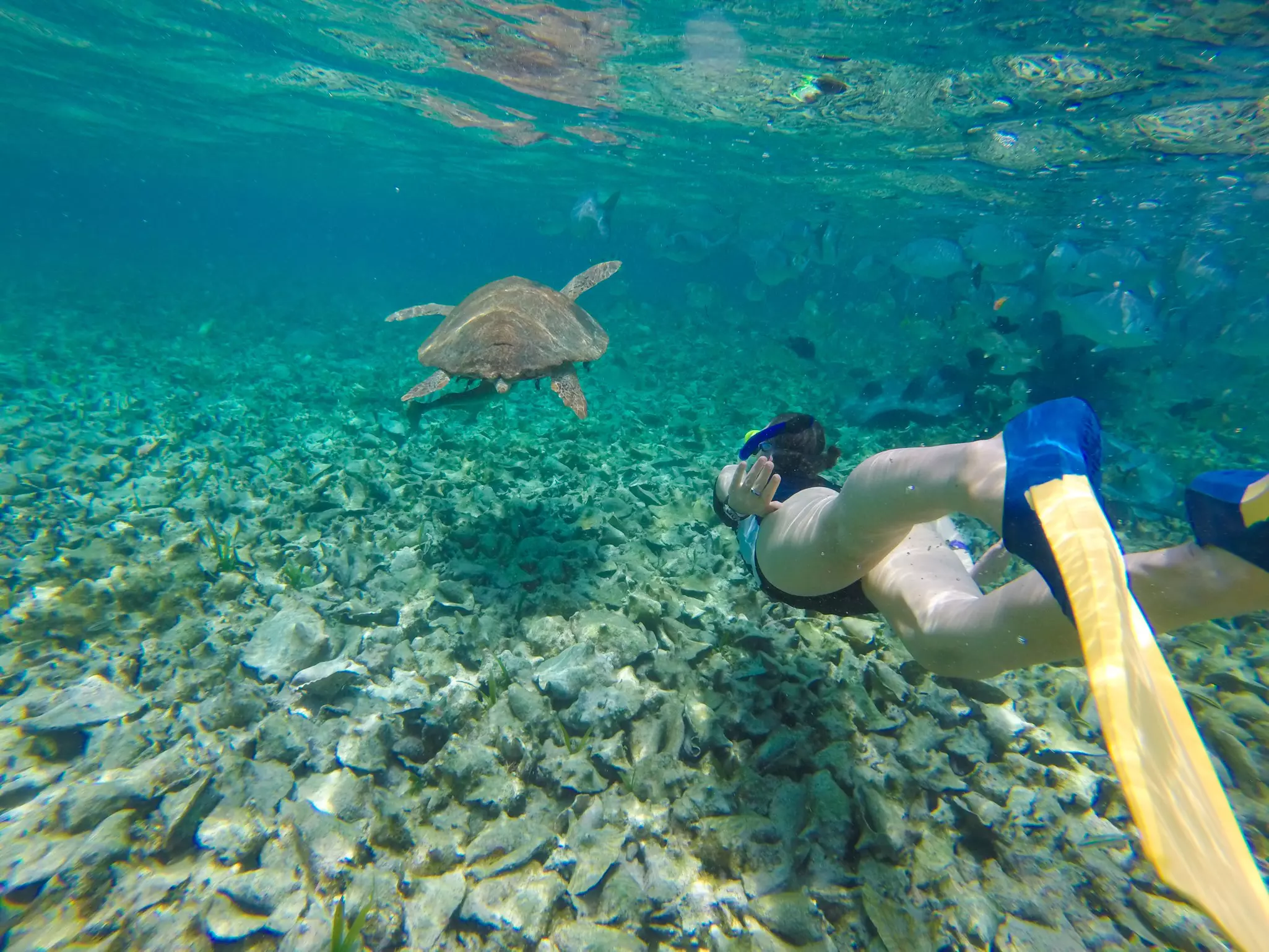 A snorkeler wearing orange fins swims underwater behind a sea turtle.