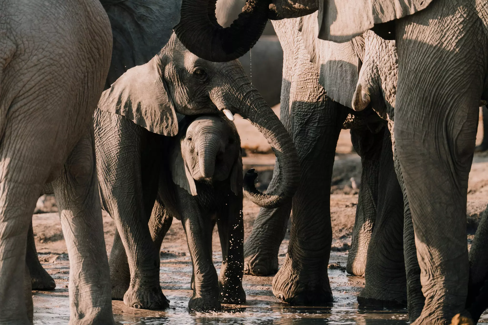Elephants pull up to the bar at a watering hole © Alice Greenfield