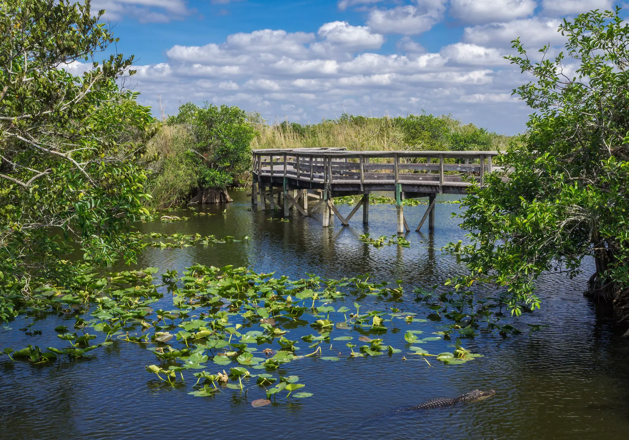 A wooden boardwalk above a lily-filled pond as a gator swims by.