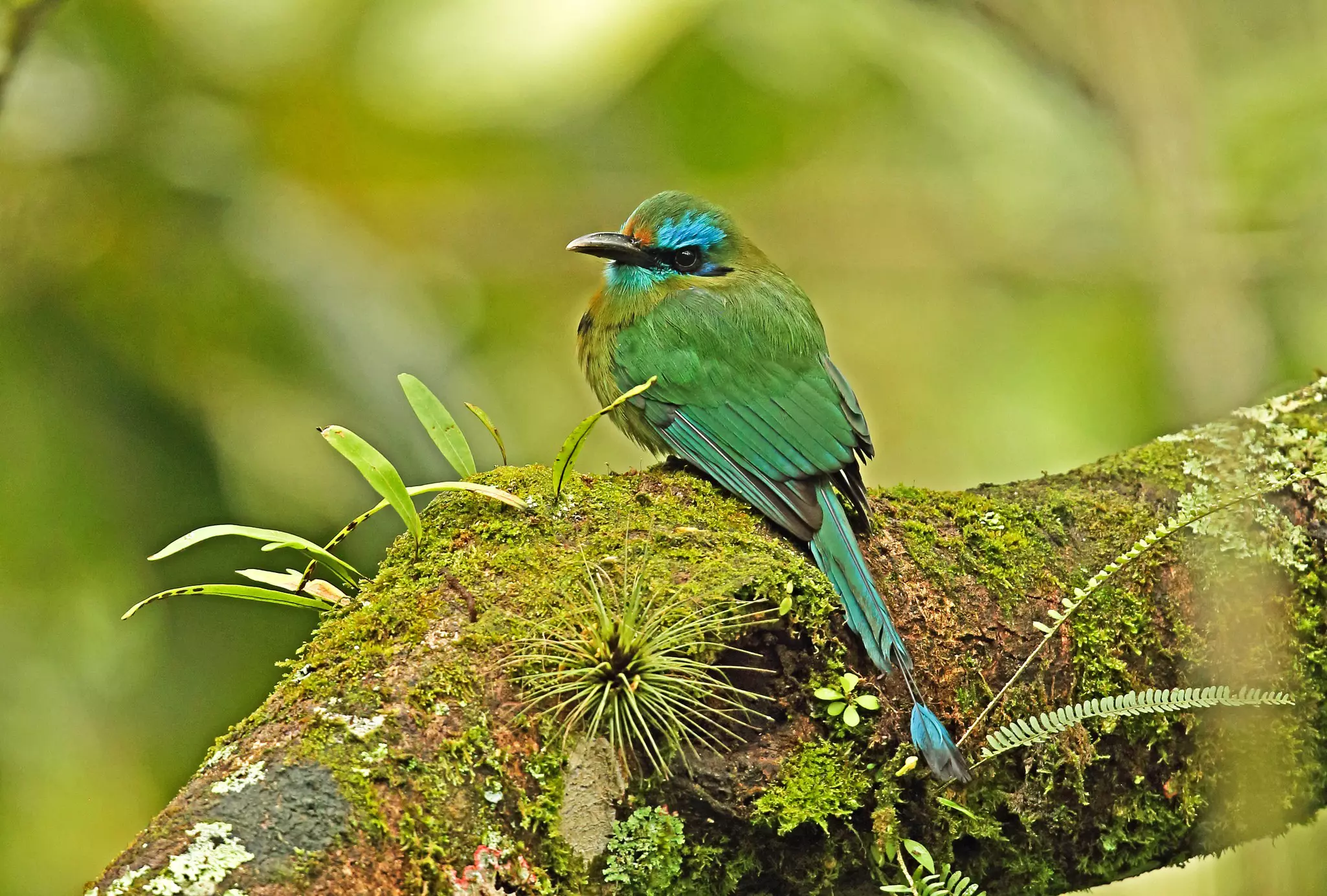 Keel-billed Motmot (Electron carinatum) adult perched on branch