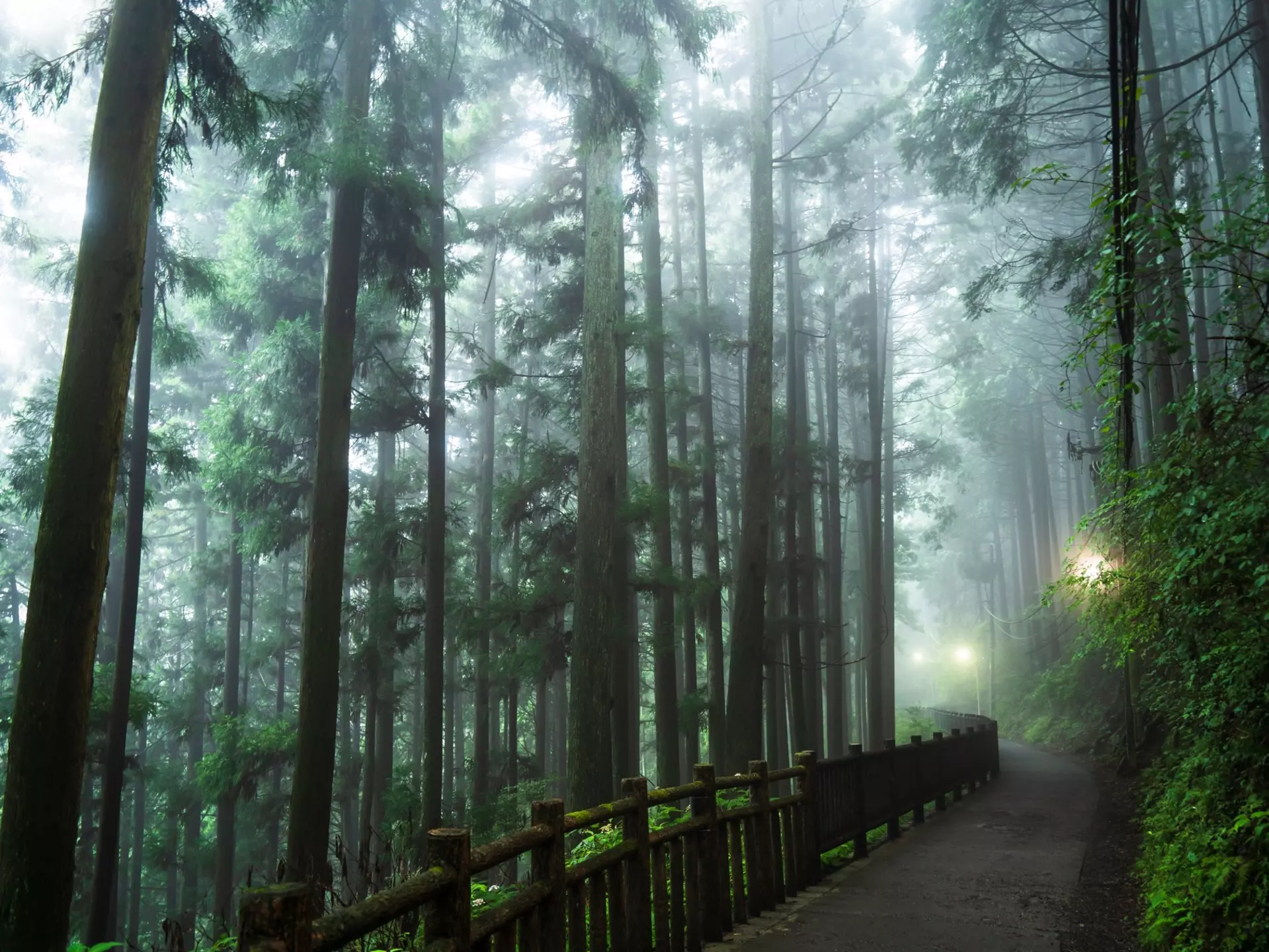A misty trail on Mt Mitake, Tokyo, Japan. naokita/Shutterstock