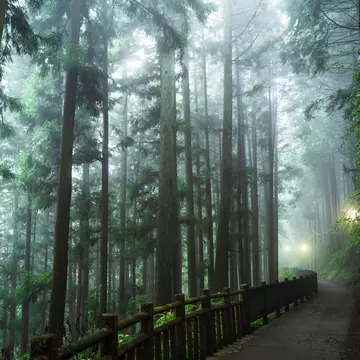 A misty trail on Mt Mitake, Tokyo, Japan. naokita/Shutterstock