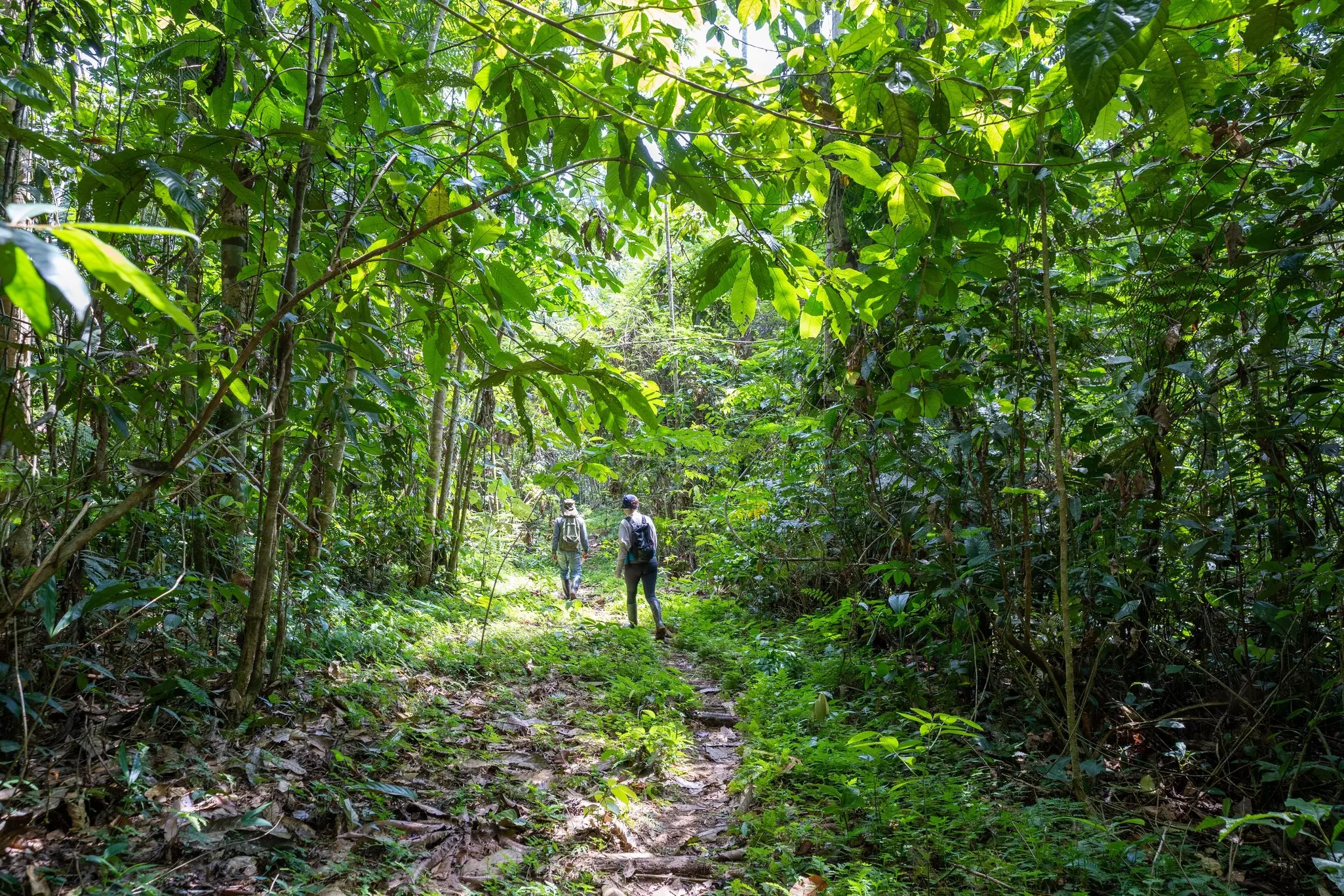 Two hikers follow a trail through dense jungle.