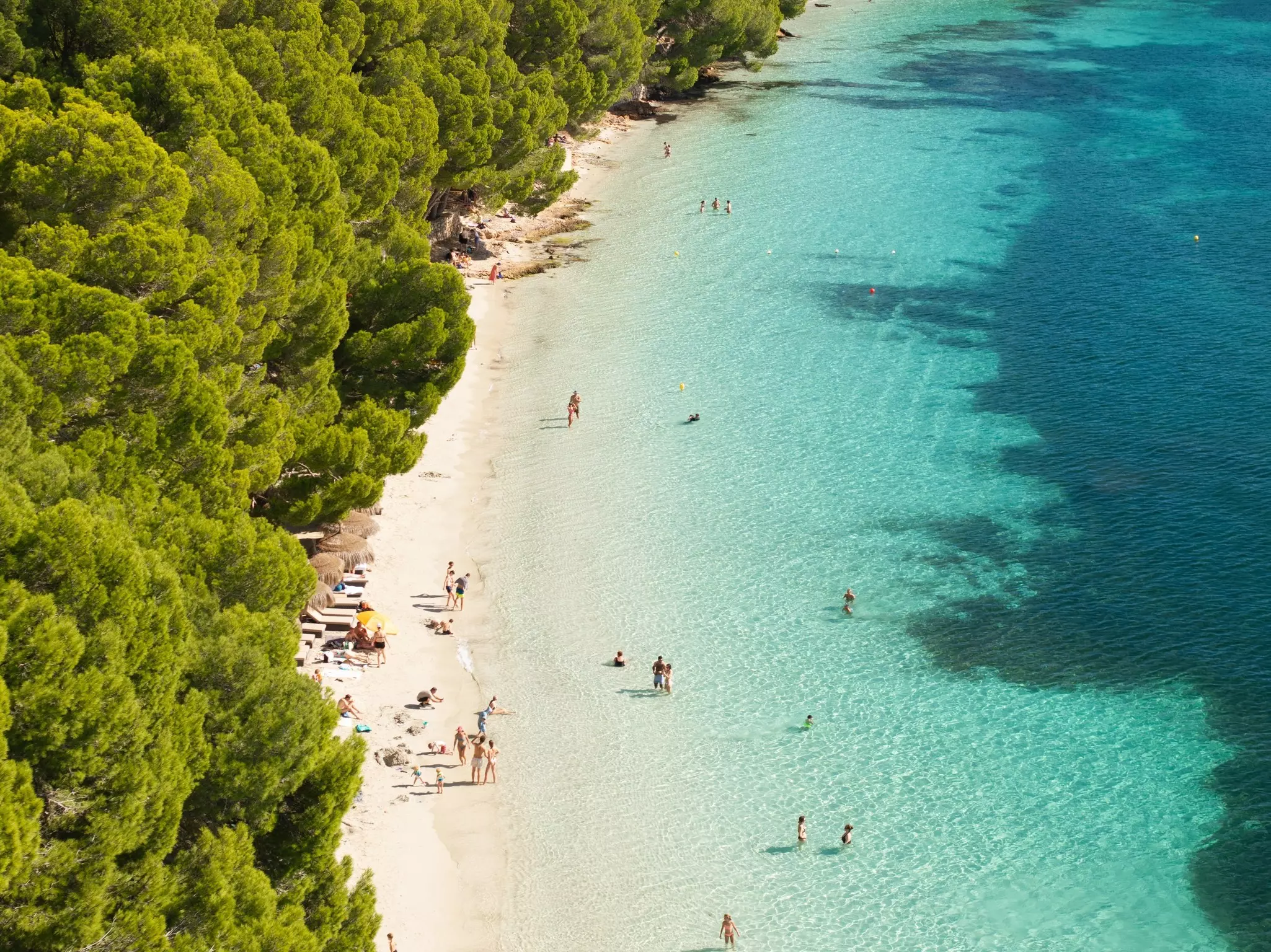 People wander on a white-sand beach backed by a forest, and paddle in the turquoise ocean