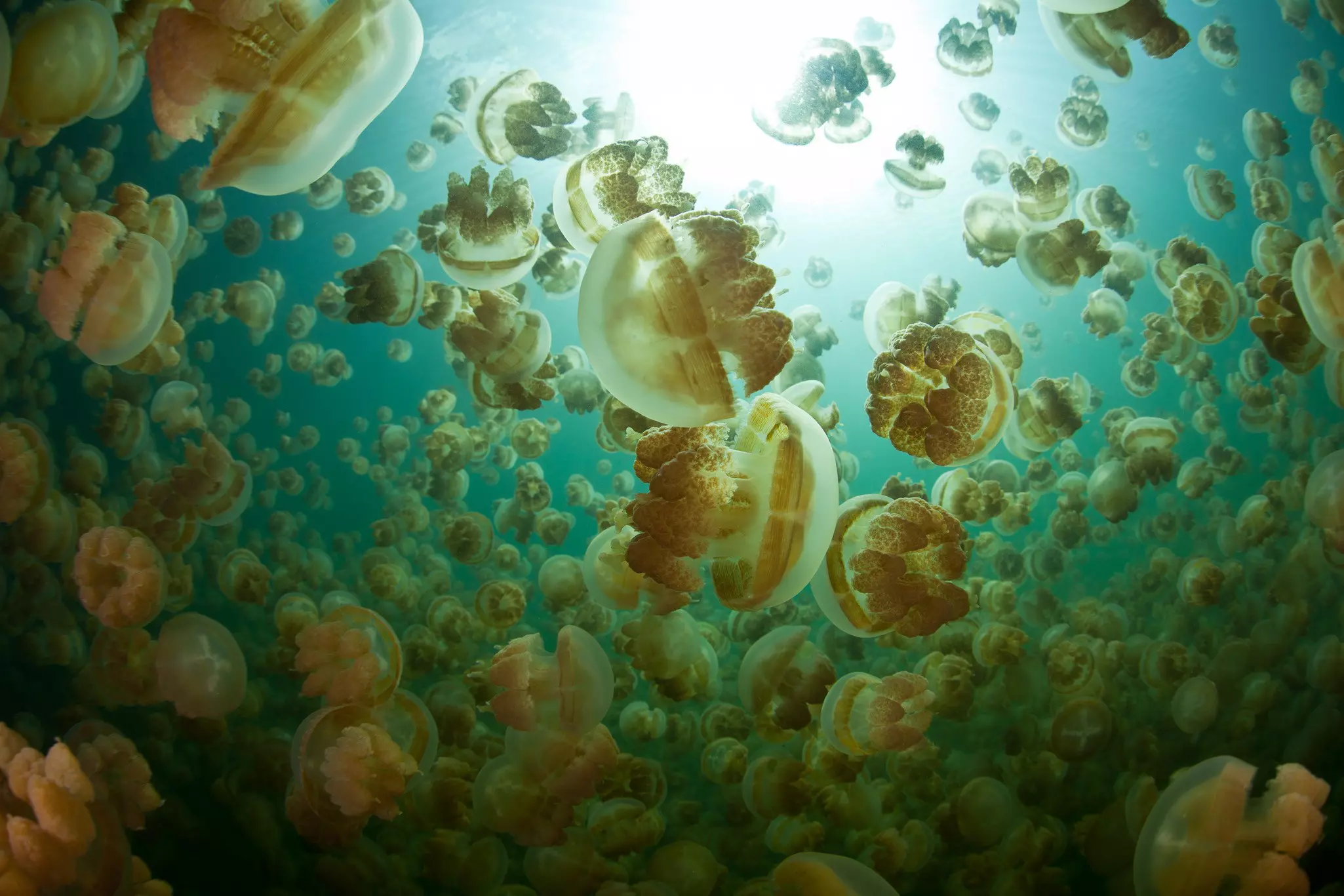 An upwards shout of Golden jellyfish floating through the water with the sun brightly shining through, in Palau