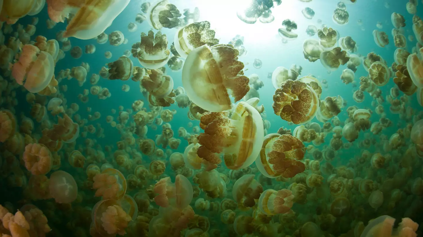 An upwards shout of Golden jellyfish floating through the water with the sun brightly shining through, in Palau