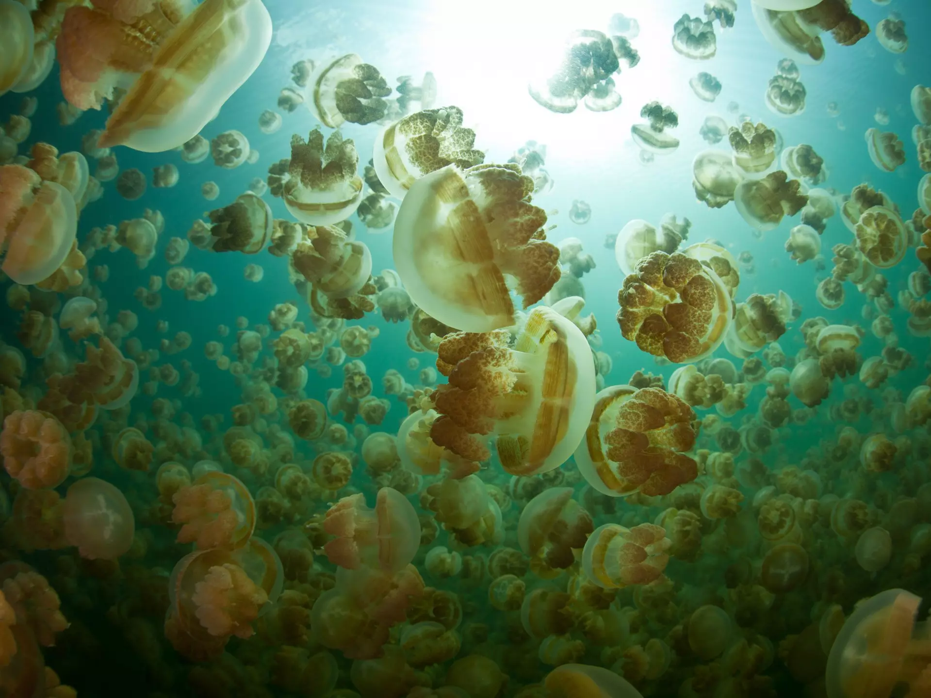 An upwards shout of Golden jellyfish floating through the water with the sun brightly shining through, in Palau