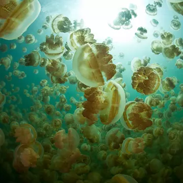 An upwards shout of Golden jellyfish floating through the water with the sun brightly shining through, in Palau