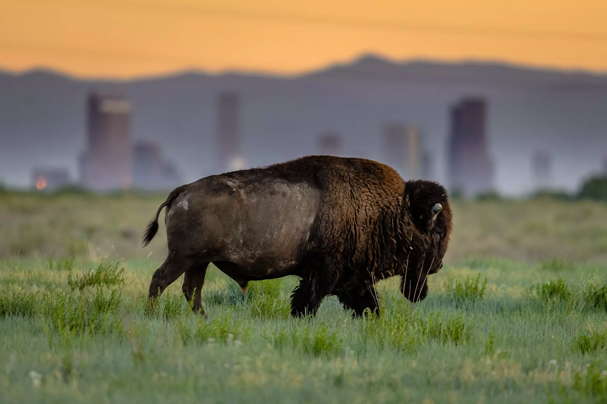 See bison and other wild creatures at the Rocky Mountain Arsenal Wildlife Refuge © Matt Dirksen / Getty Images / iStockphoto