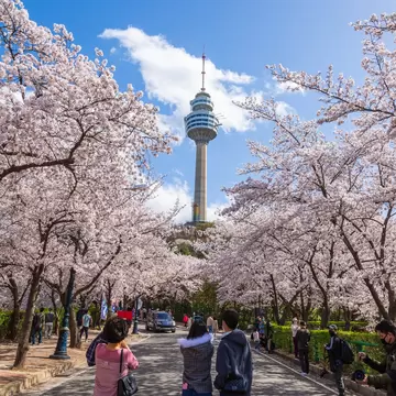Avenue arched by pink cherry blossom trees leading to an observation tower, people walking along it, Daegu, South Korea.