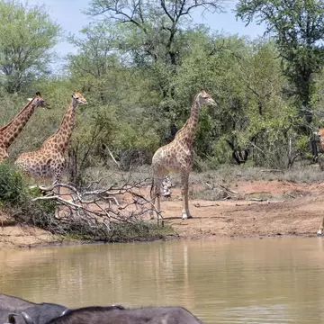Giraffes and buffalo drinking at a waterhole in dry bushveld.