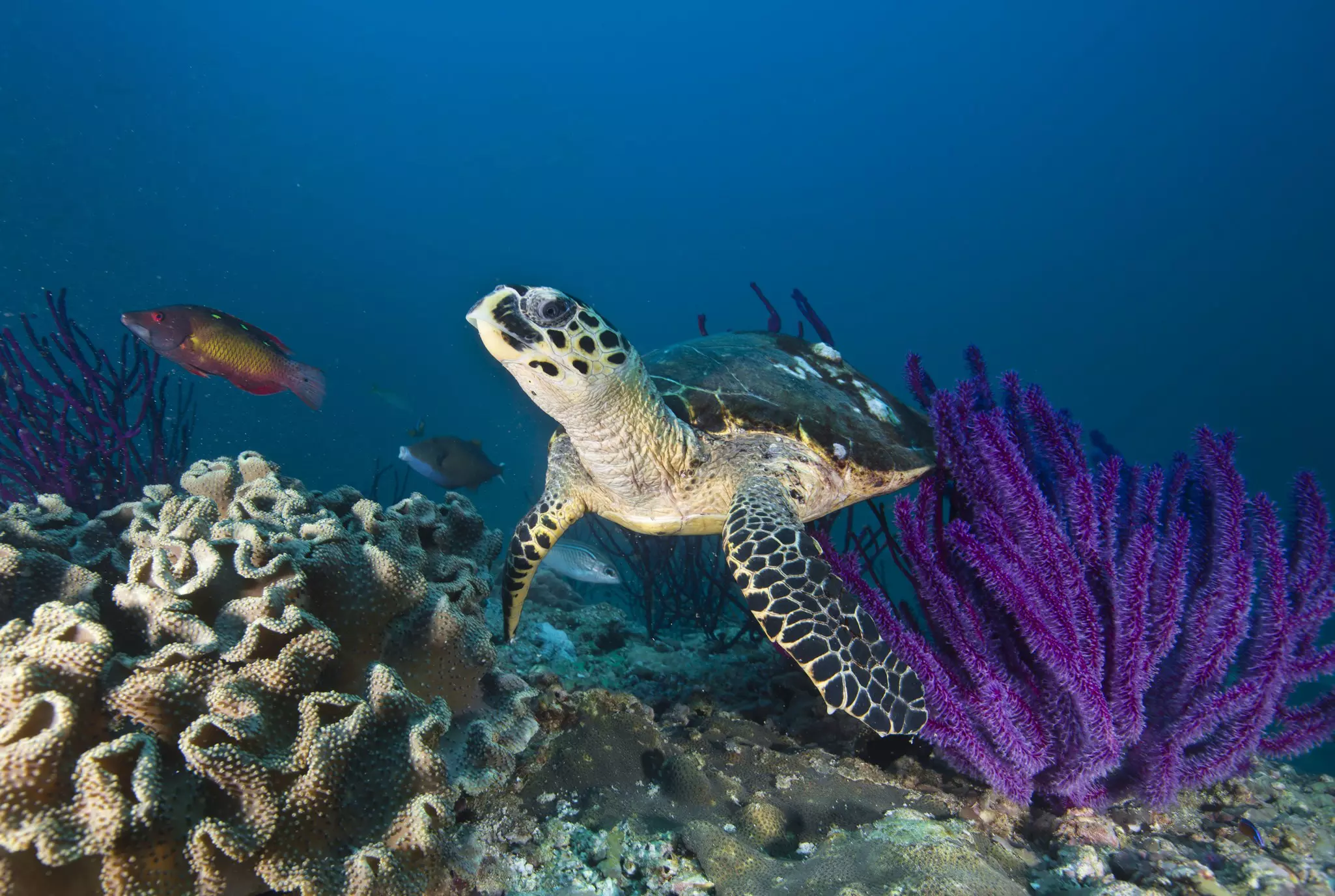Hawksbill turtle swimming among purple whip coral off the Oman coast