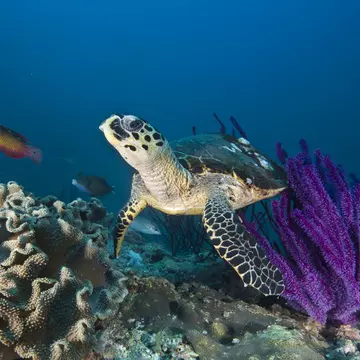 A hawksbill sea turtle paddles through purple whip coral. Liquid_Light / Getty Images