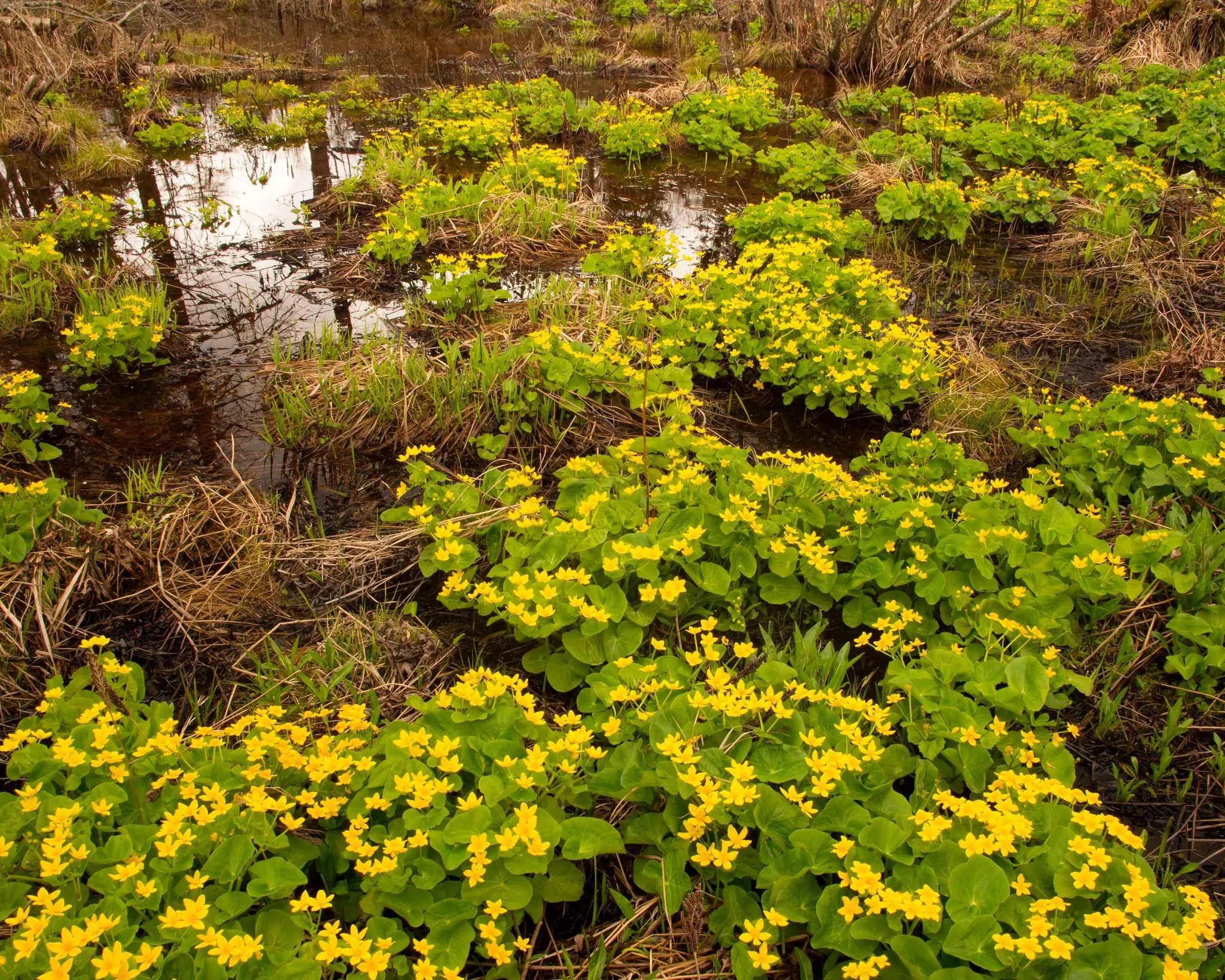Marsh Marigolds at Cranberry Glades in West Virginia