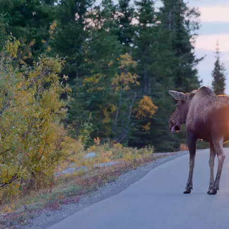 View of an Alaskan moose standing on the road in front of the car in the evening at Denali National Park, Alaska, USA