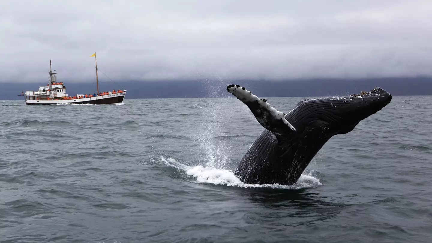 A humpback whale partly out of the water with a boat in the background in Skjálfandi Bay, North Iceland.