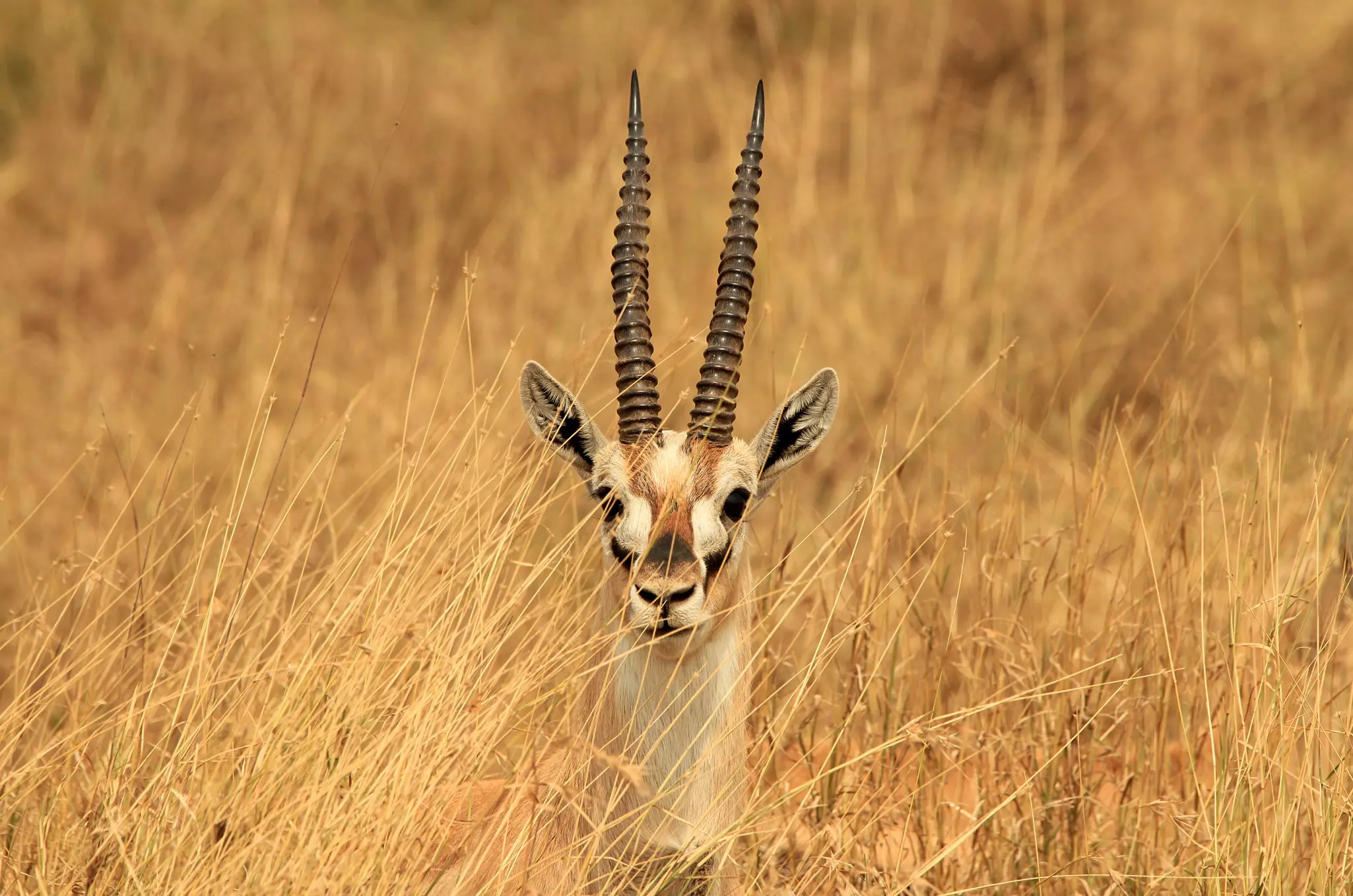 A single Thomson's gazelle obscured in tall dry grass.
