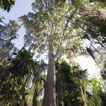 Trees covered with fronds of tillandsia, El Gallineral Park, San Gil, Colombia, South America