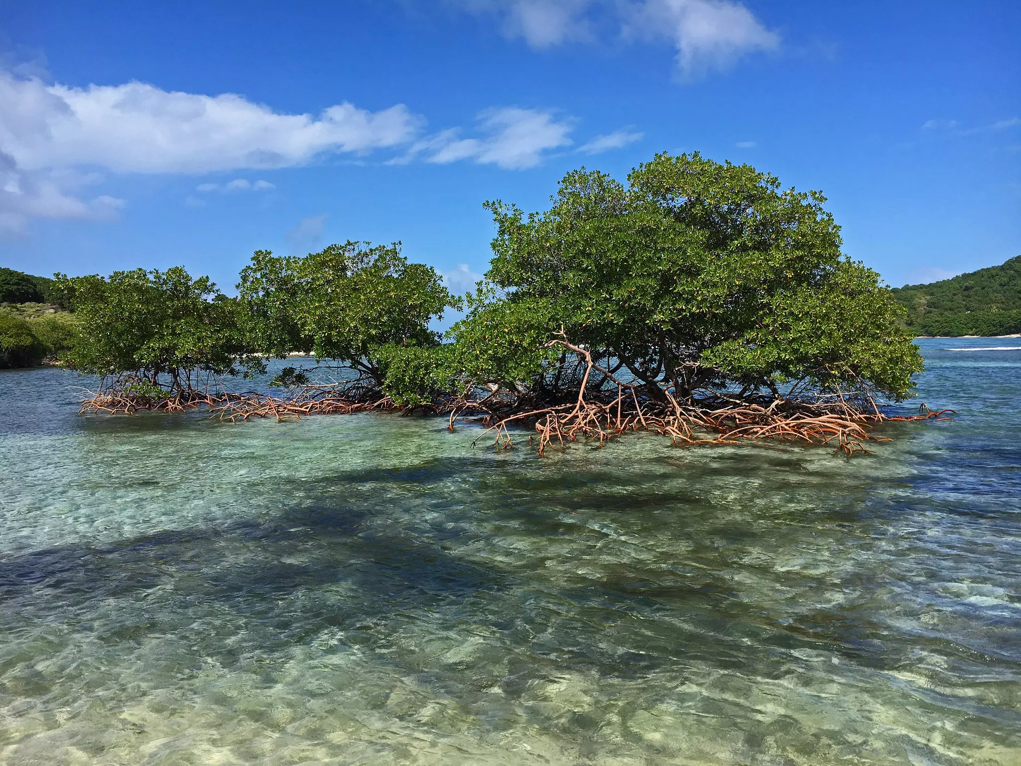 Mangroves grow in shallow water near a tropical island.
