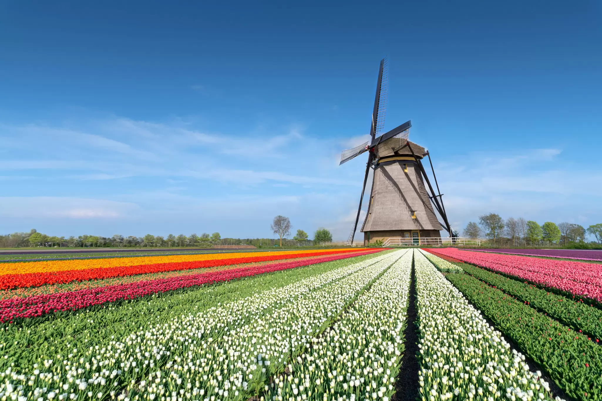 Rows of colorful flowers in rows leading to windmill