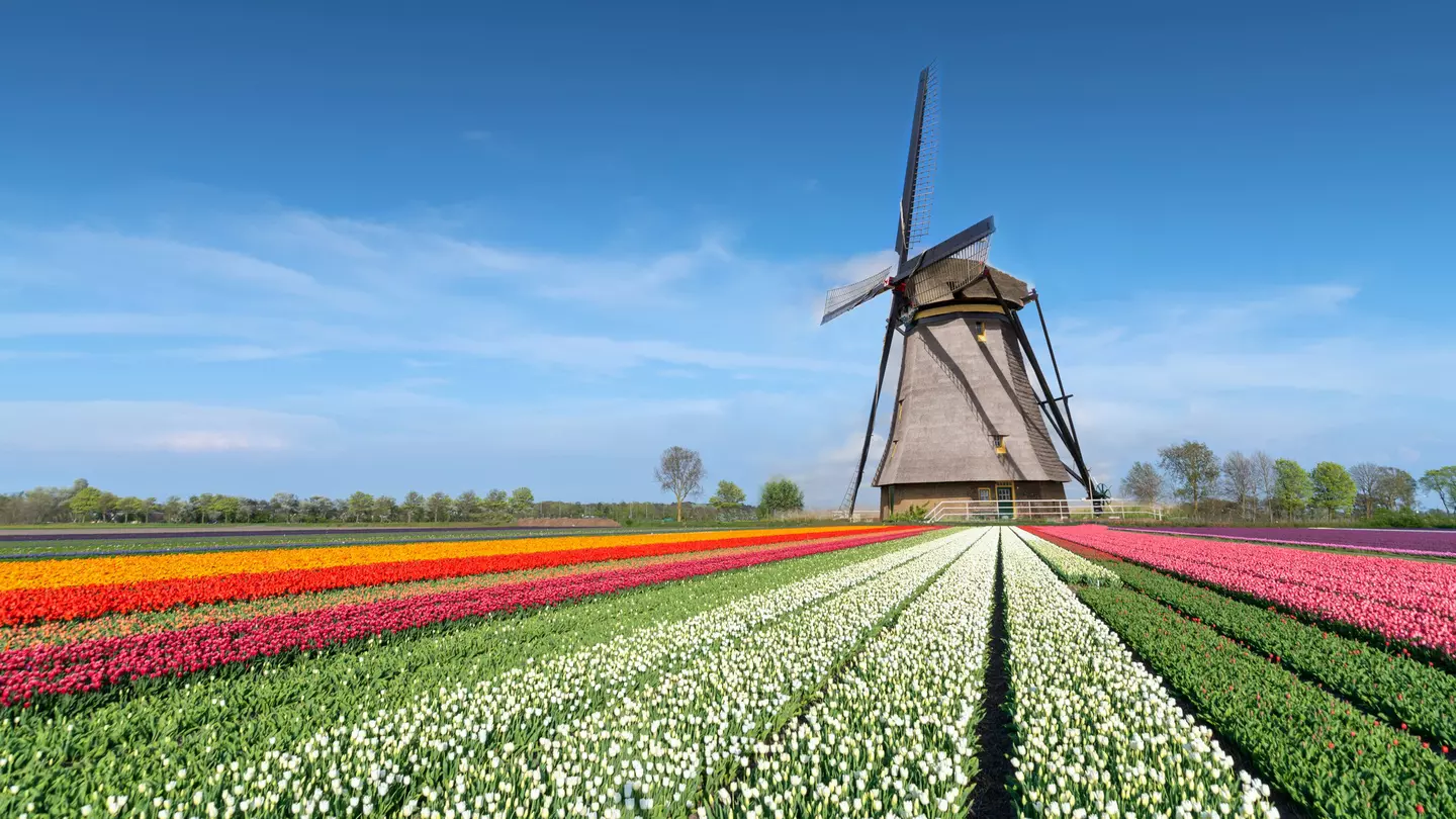 Rows of colorful flowers in rows leading to windmill