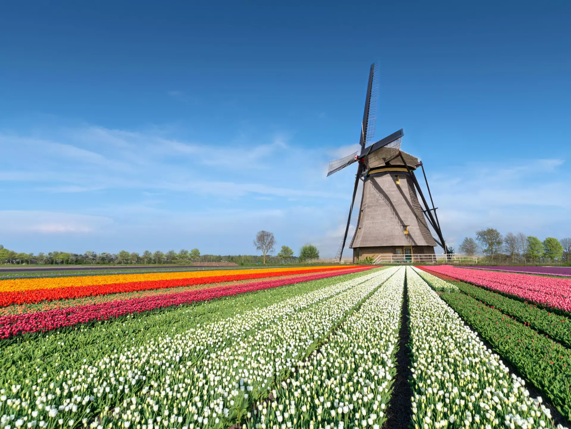 Rows of colorful flowers in rows leading to windmill