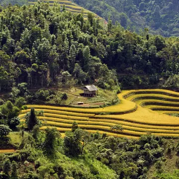 Vietnam, Ha Giang province, Ha Giang, rice fileds in terrace