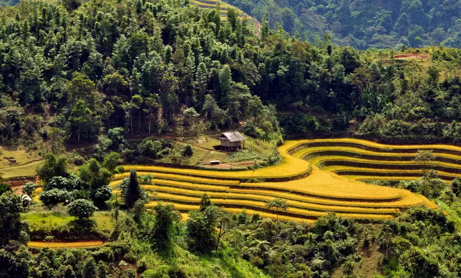 Golden rice terraces curving around a small wooden stilt hut on a forested hillside in northern Vietnam's Ha Giang Province