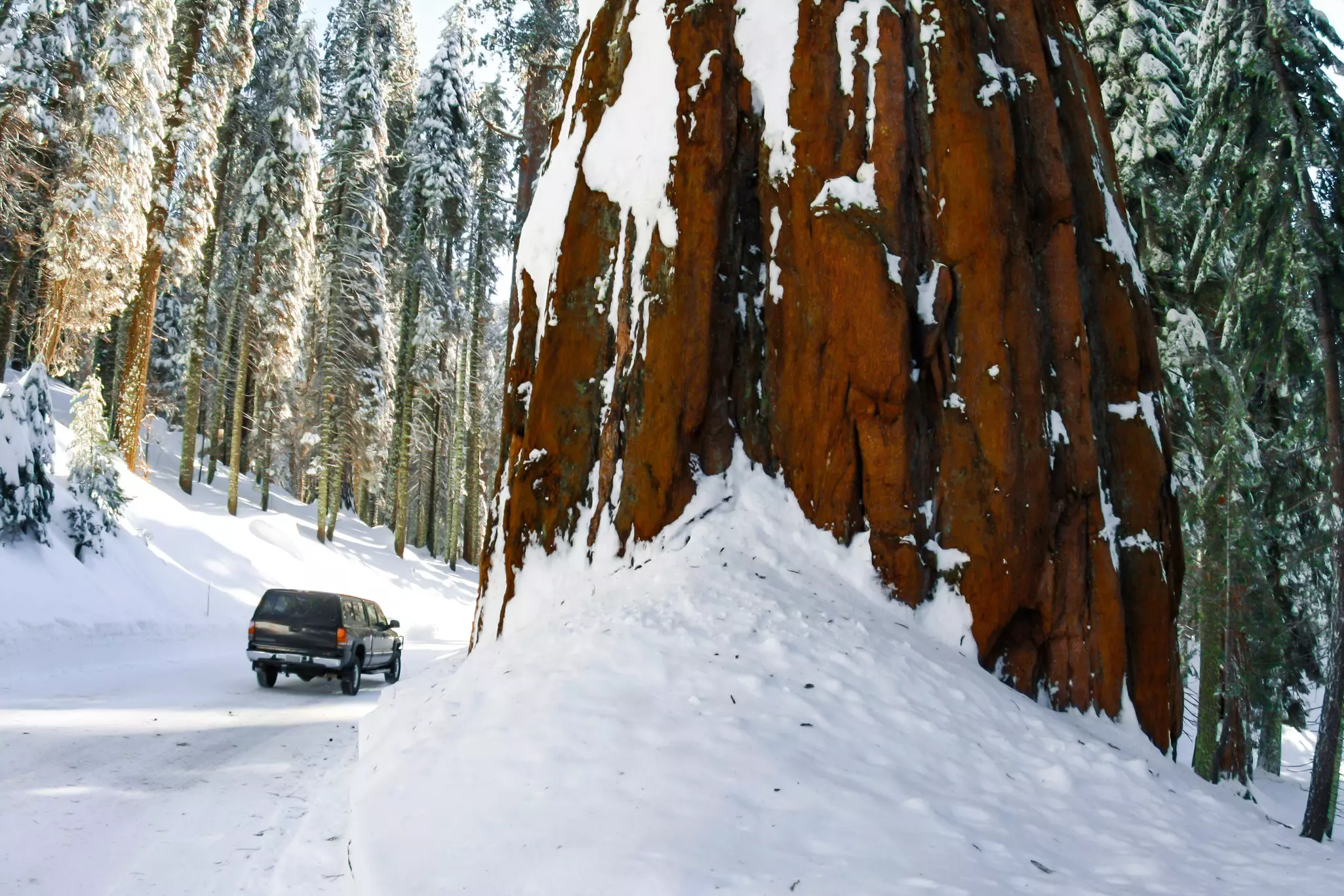 A truck drives a road covered in snow in dense forest