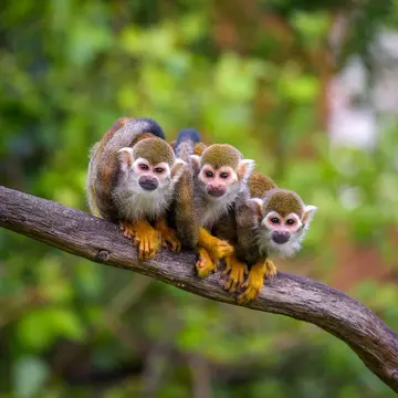 A very small looking person gazes up at a huge curtain of solid ice made from a frozen waterfall. Winter in Alberta Canada