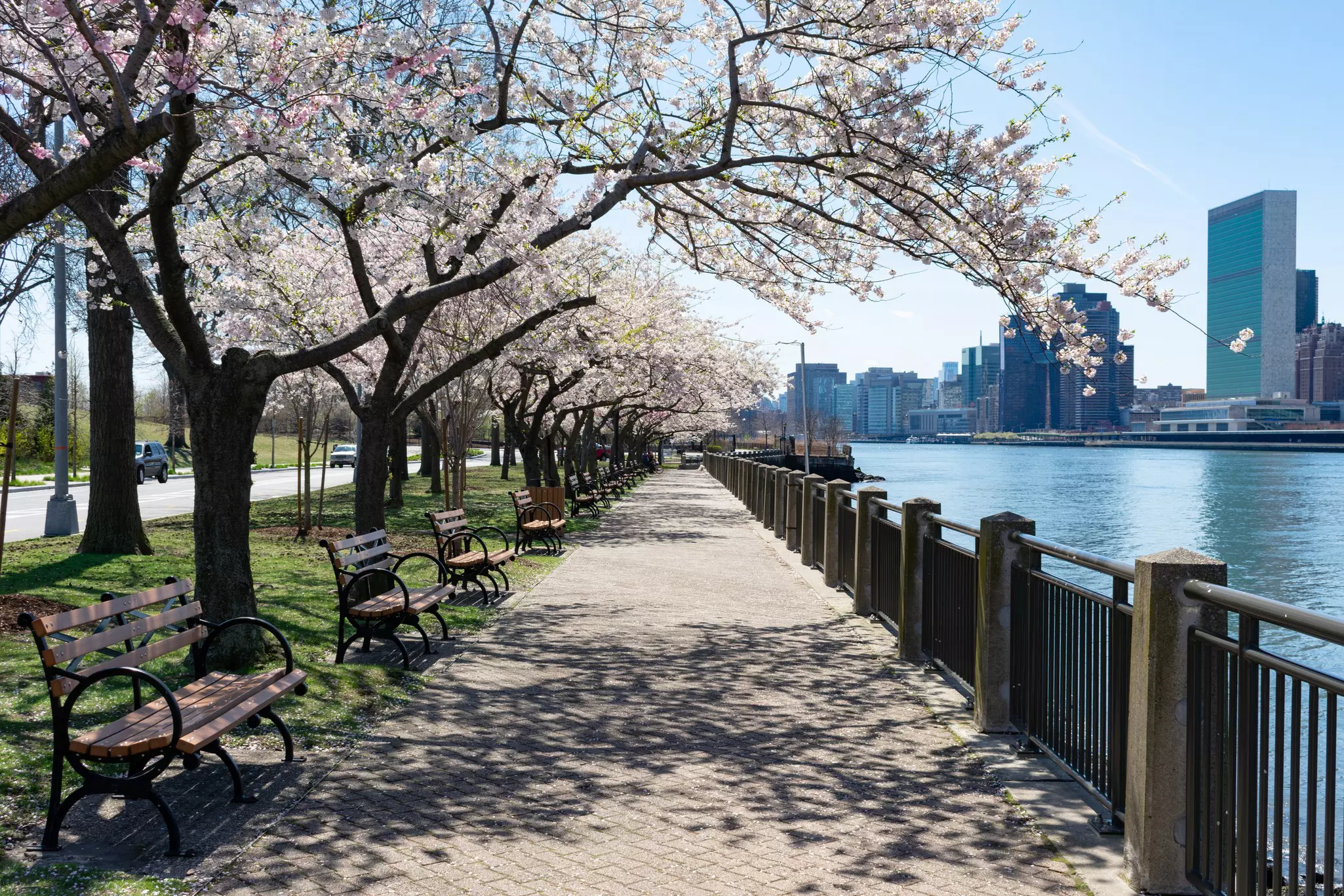 Empty walkway with white flowering cherry blossom trees and benches along a coastline. City buildings can be seen across the water
