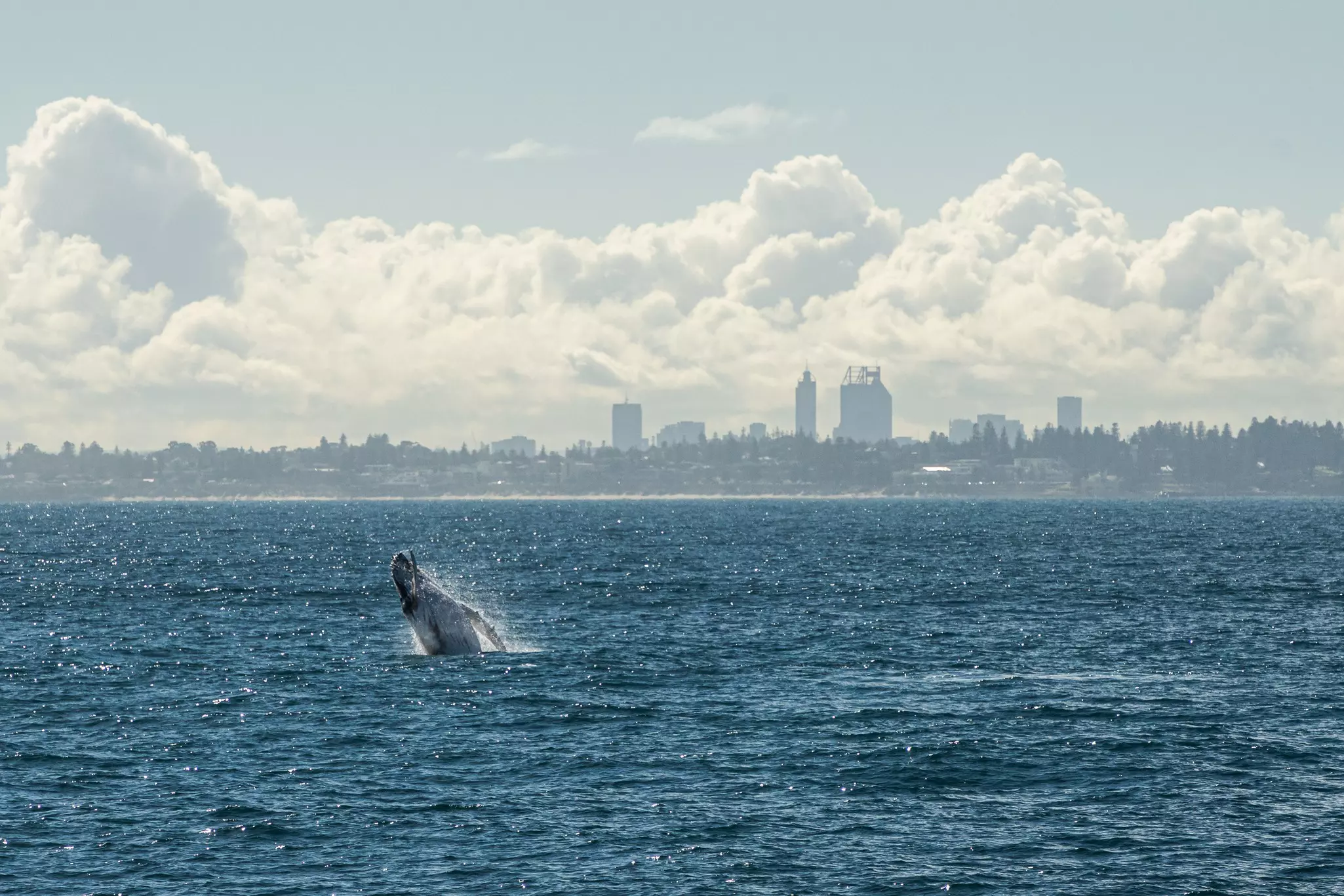 A large black whale bursts through the surface of the ocean and into the air near a city coastline.