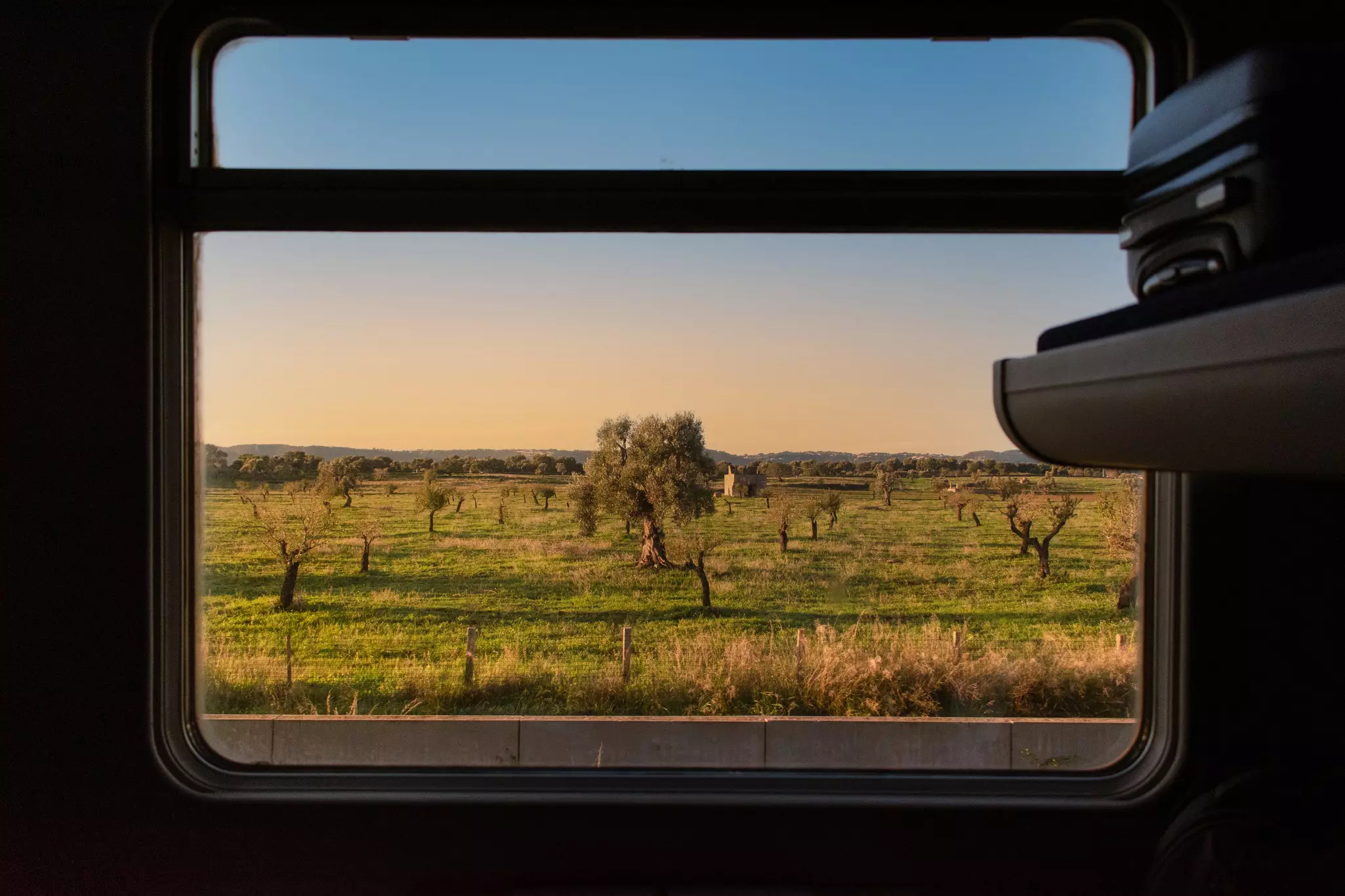 Olive groves viewed through the window of train passing through a rural area.