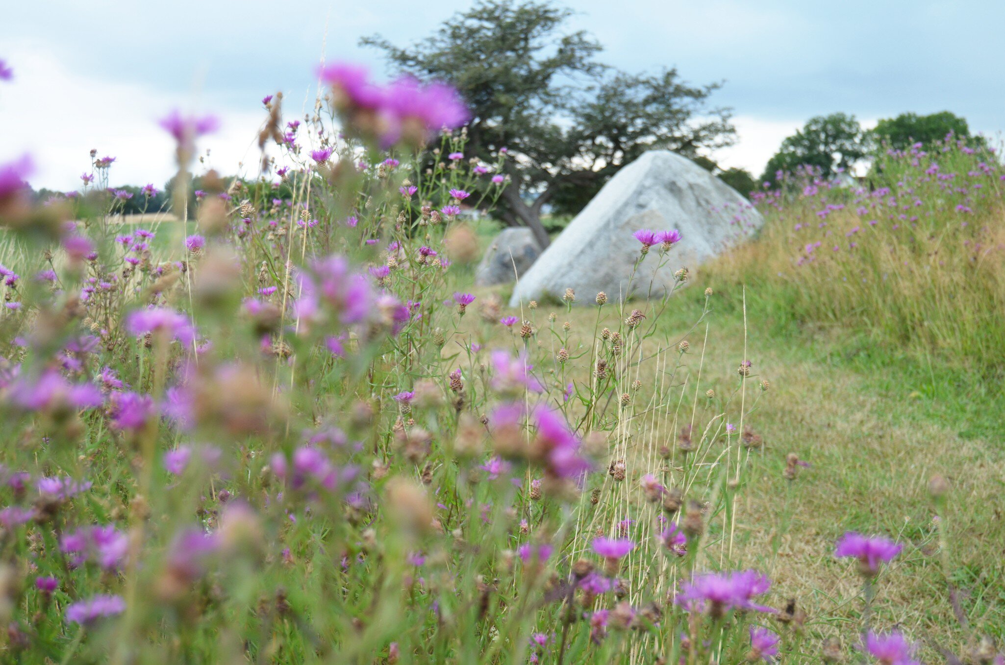 A stone from Grønsalen Langdysse (long barrow) with wild knapweed flowers in foreground on a summer day, Denmark.
