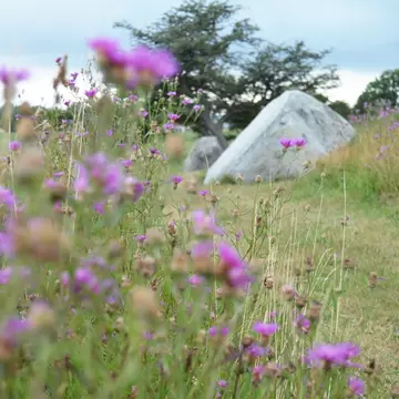 A stone from Grønsalen Langdysse (long barrow) with wild knapweed flowers in foreground on a summer day, Denmark.