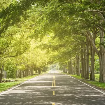 Straight two-lane road running under an arch of tall green trees at Longtien in Taitung, Taiwan.
